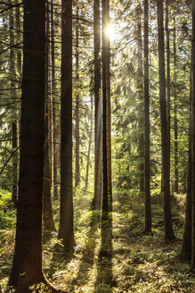 Tschechische Republik, Hradec Kralove, Wald im Nationalpark Riesengebirge - CSTF01247