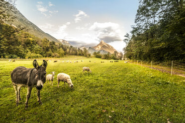 Slowenien, Bovec, Kanin-Tal, Schafe und Esel auf einer Weide - CSTF01261