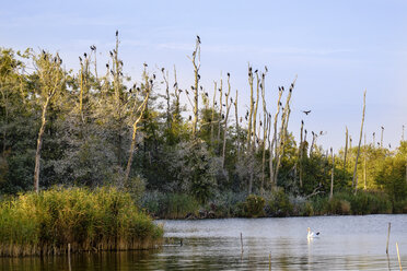 Germany, Usedom, Pudagla, flock of cormorants on dead trees at Schmollensee - SIEF07303