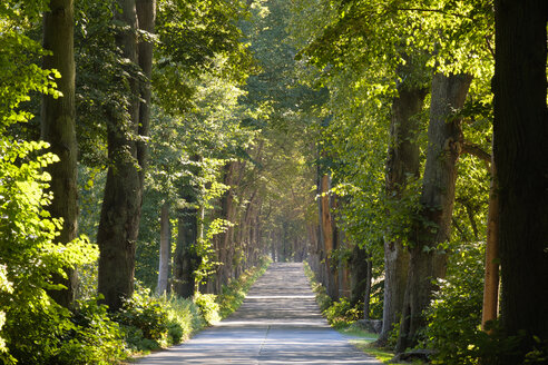 Deutschland, Usedom, Krummin, Leere Lindenallee - SIEF07305