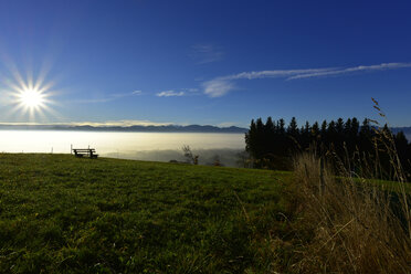 Deutschland, Allgäu, Alpenwiese im Gegenlicht - FDF00216