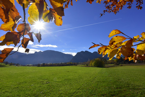 Deutschland, Allgäu, Wiese und Herbstlaub im Gegenlicht, lizenzfreies Stockfoto