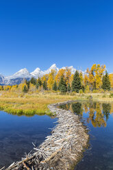 USA, Wyoming, Grand Teton National Park, Snake River with beaver dam and Teton Range in the background - FOF08897