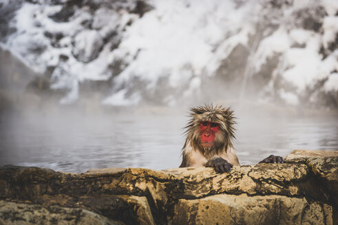 Japan, Yamanouchi, Jigokudani Monkey Park, Porträt eines badenden rotgesichtigen Makaken - KEBF00493