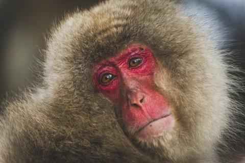 Japan, Yamanouchi, Jigokudani Monkey Park, Porträt eines Rotgesichtsmakaks, lizenzfreies Stockfoto