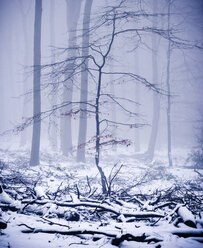 Trees in winter forest - SKAF00050