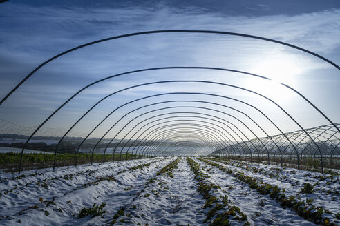 Snow-covered strawberry fields - SKAF00053