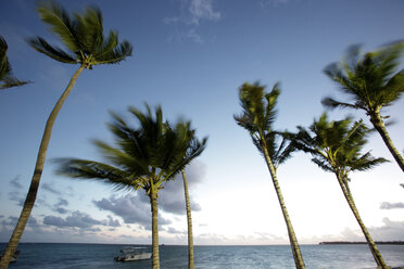 Karibik, Dominikanische Republik, Palmen am Bavaro Beach bei Sonnenaufgang - DSGF01473