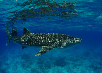 Philippines, Donsol, whale shark - TOVF00068