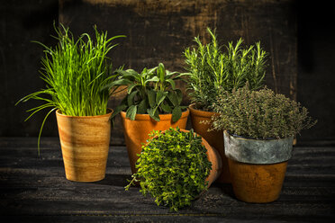 Flowerpots with various fresh herbs on dark wood - MAEF12154