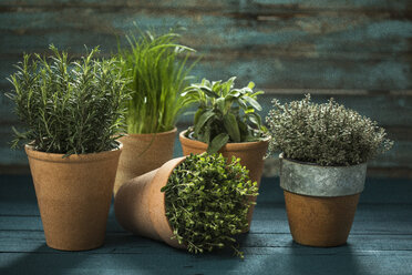 Flowerpots with various fresh herbs on wood - MAEF12157