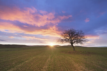 Spanien, idyllischer Sonnenuntergang in ländlicher Landschaft mit einzelnem kahlen Baum - DHCF00063