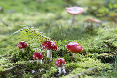 Five Fly agarics - ASF06078