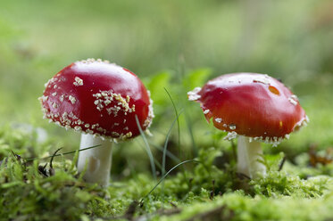 Two fly agarics - ASF06079