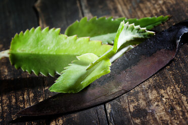 Leaves of alligator plant and an old rusty knife on wood - CSF27868