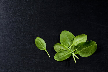 Leaf spinach on slate - CSF27880
