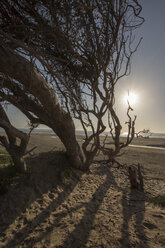 USA, Kalifornien, toter Baum am Pismo Beach bei Sonnenuntergang - LMF00686