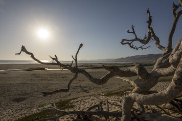 USA, California, dead tree on Pismo Beach at sunset - LMF00687