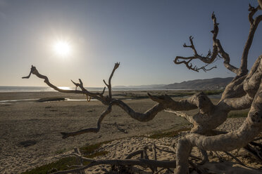 USA, Kalifornien, toter Baum am Pismo Beach bei Sonnenuntergang - LMF00687