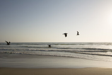 USA, Kalifornien, Pismo Beach, Silhouetten von vier fliegenden Seemöwen - LMF00689