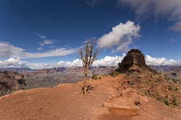 USA, Nevada, Grand Canyon National Park, toter Baum - LMF00700