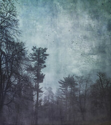 Germany, Wuppertal, forest at hazy dawn, textured photography - DWIF00830