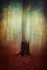 Germany, Wuppertal, tree stump in autumn forest, manipulated photography - DWIF00832