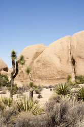 USA, Kalifornien, Joshua Tree National Park, Kakteen und Felsen - LMF00708