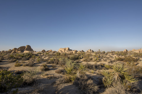 USA, California, Joshua Tree National Park, desert stock photo