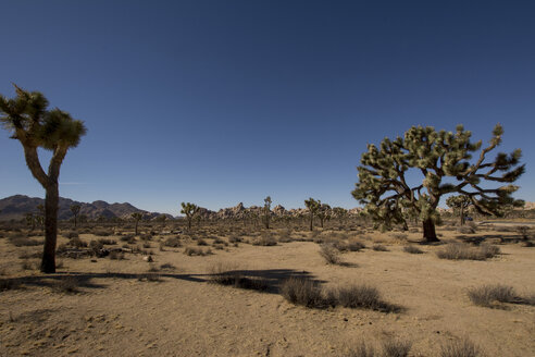 USA, Kalifornien, Joshua Tree National Park, Joshua-Bäume in der Wüste - LMF00714