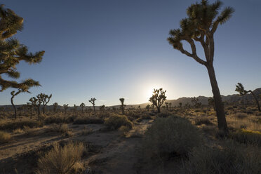 USA, Kalifornien, Joshua Tree National Park, Joshua-Bäume in der Wüste - LMF00716