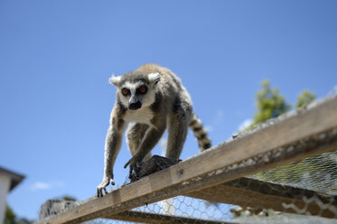 Madagaskar, Porträt eines Lemurs - FLKF00719