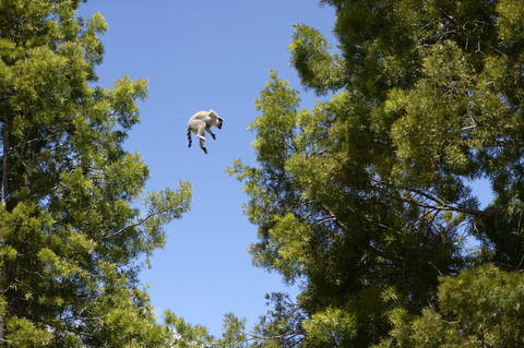 Madagascar, lemur jumping from tree to tree stock photo