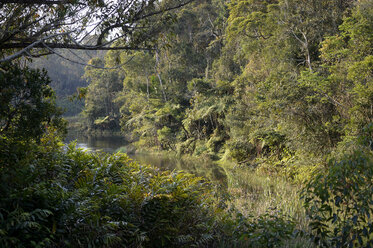 Madagascar, Andasibe-Mantadia National Park, rainforest - FLKF00736