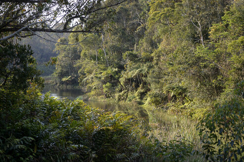 Madagaskar, Andasibe-Mantadia-Nationalpark, Regenwald - FLKF00736