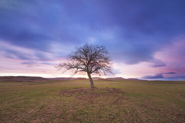 Spanien, einzelner kahler Baum in ländlicher Landschaft in der Abenddämmerung - DHCF00064