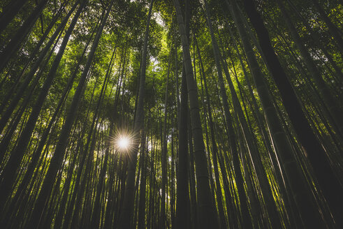 Japan, Kyoto, Arashiyama, Bambuswald - KEBF00504