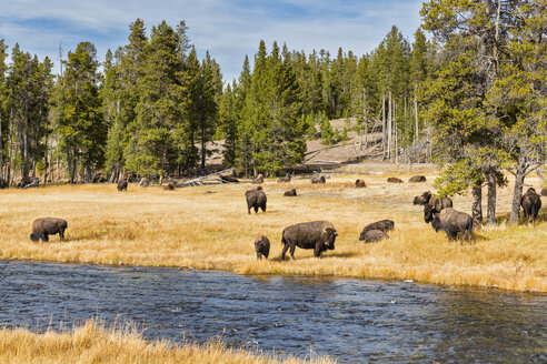 USA, Wyoming, Yellowstone National Park, Herde amerikanischer Bisons am Firehole River - FOF08928