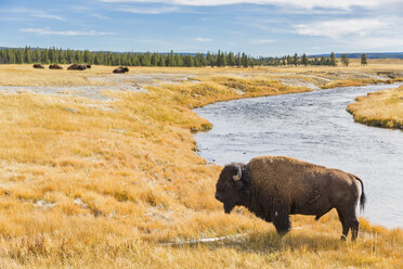 USA, Wyoming, Yellowstone-Nationalpark, Amerikanische Bisons am Firehole River - FOF08929