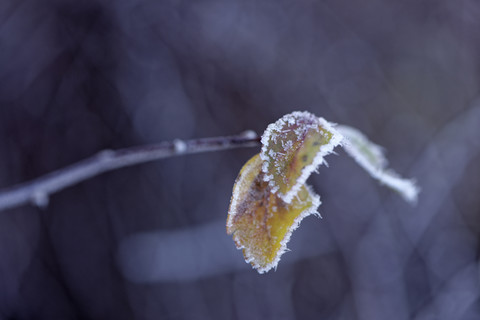 Frozen leaves, close-up stock photo
