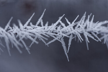 Twig with ice crystals, close-up - LBF01571