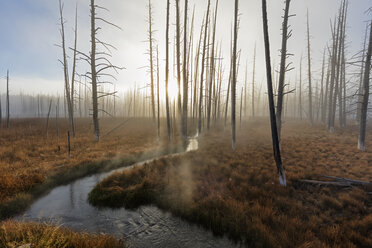 USA, Yellowstone National Park, Bach, der sich durch einen Wald mit abgestorbenen Bäumen schlängelt - FOF08963