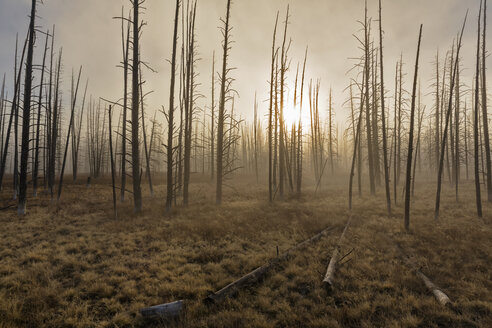 USA, Yellowstone-Nationalpark, Wald mit abgestorbenen Bäumen - FOF08964