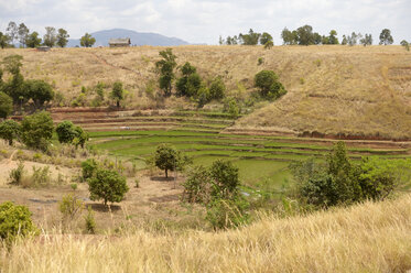 Madagascar, Bevato, rice fields - FLKF00746