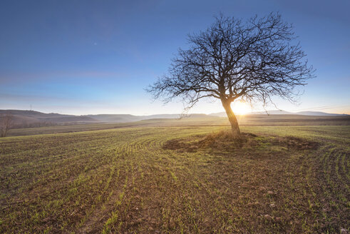 Spain, single bare tree in rural landscape at sunset - DHCF00065