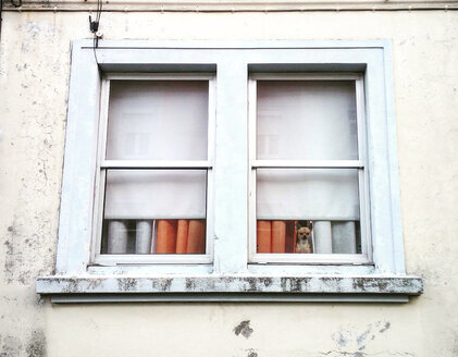 Der Hund und die Fenster, Ferrol, Galicien, Spanien. - RAEF01761