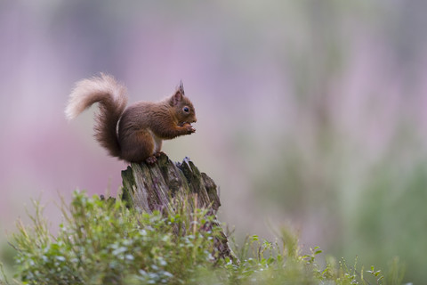 Rotes Eichhörnchen auf Totholz, lizenzfreies Stockfoto