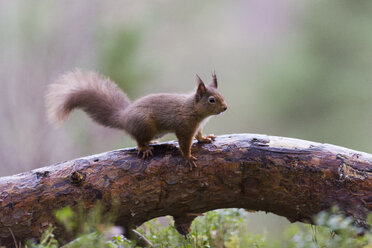 Rotes Eichhörnchen auf Baumstamm - MJOF01353