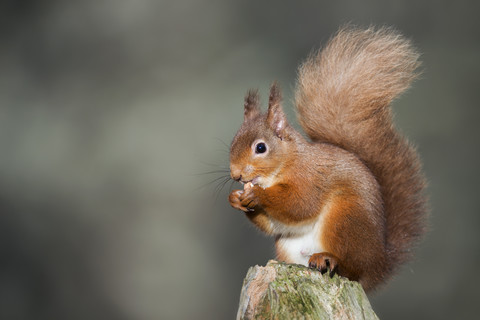 Red squirrel eating stock photo