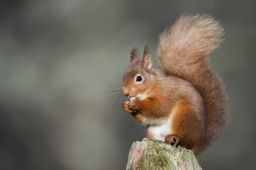 Rotes Eichhörnchen beim Essen - MJOF01354